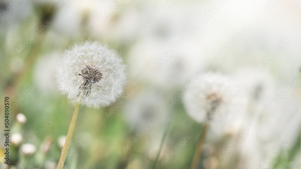 Many white fluffy dandelions outdoors. Dandelions field wallpaper.