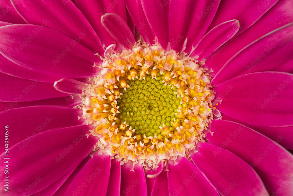 Pink gerbera flower close up. Macro photography of gerbera flower head. Pink gerbera flower close up. Macro photography of gerbera flower head.