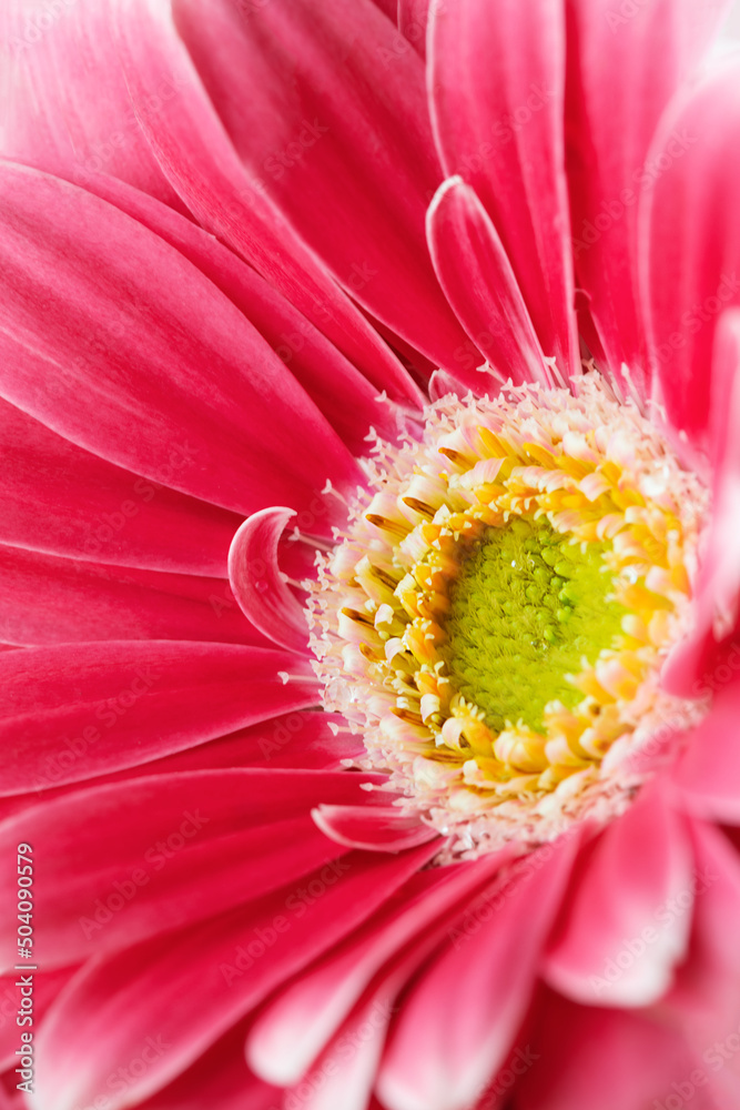Pink gerbera flower close up. Macro photography of gerbera flower head. Pink gerbera flower close up. Macro photography of gerbera flower head.