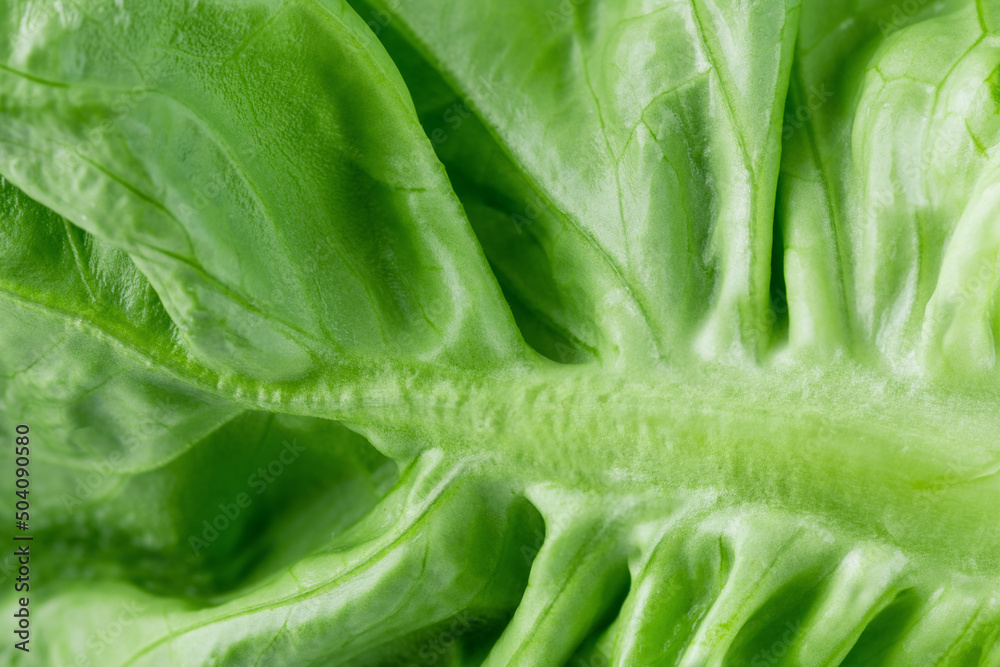 Lettuce leaf closeup. Macro photo of fresh romaine lettuce leaf. Natural background. Lettuce leaf closeup. Macro photo of fresh romaine lettuce leaf. Natural background.