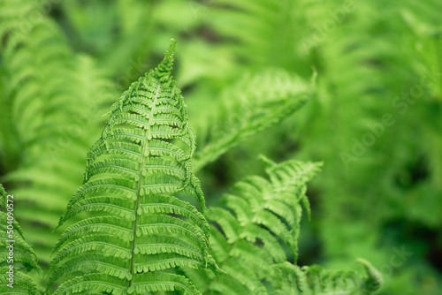 Ferns leaves closeup outdoors. Green fern natural background in sunlight.