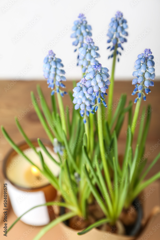 Pot with blooming grape hyacinth (Muscari) and candle on wooden table Pot with blooming grape hyacinth (Muscari) and candle on wooden table
