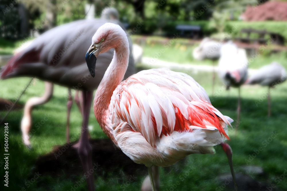 Pink big birds Greater Flamingo. American flamingo Phoenicopterus ruber or Caribbean flamingo. Big bird is relaxing enjoying the summertime. Nature green background. High quality photo Pink big birds Greater Flamingo. American flamingo Phoenicopterus ruber or Caribbean flamingo. Big bird is relaxing enjoying the summertime. Nature green background. High quality photo