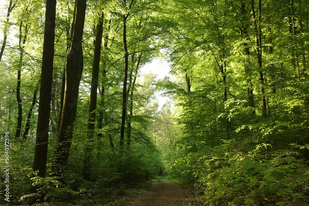 Fototapeta premium A path through the majestic beech forest on a spring morning