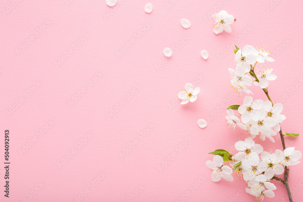 Fresh branch of beautiful white cherry blossoms on light pink table background. Pastel color. Closeup. Empty place for inspirational text, lovely quote or positive sayings. Top down view. Fresh branch of beautiful white cherry blossoms on light pink table background. Pastel color. Closeup. Empty place for inspirational text, lovely quote or positive sayings. Top down view.