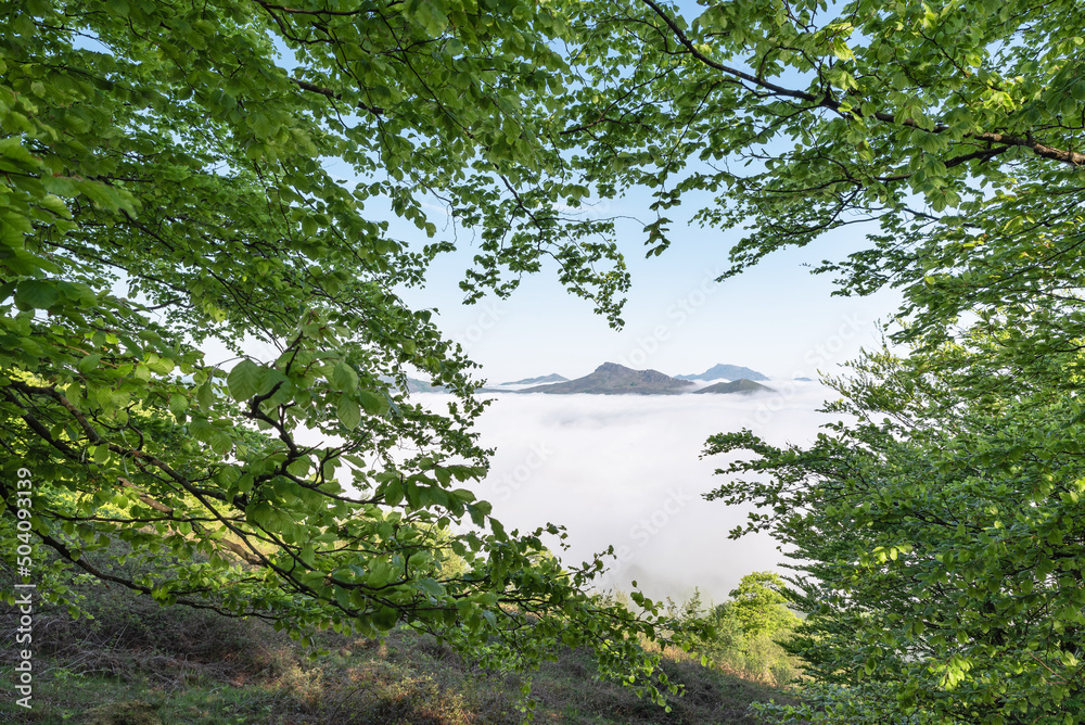 Beech forest and fog in the Baztan Valley