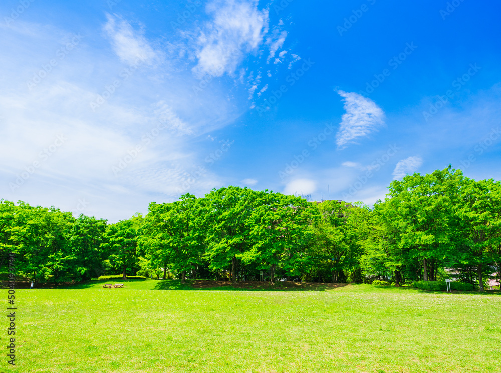 青空と新緑の公園