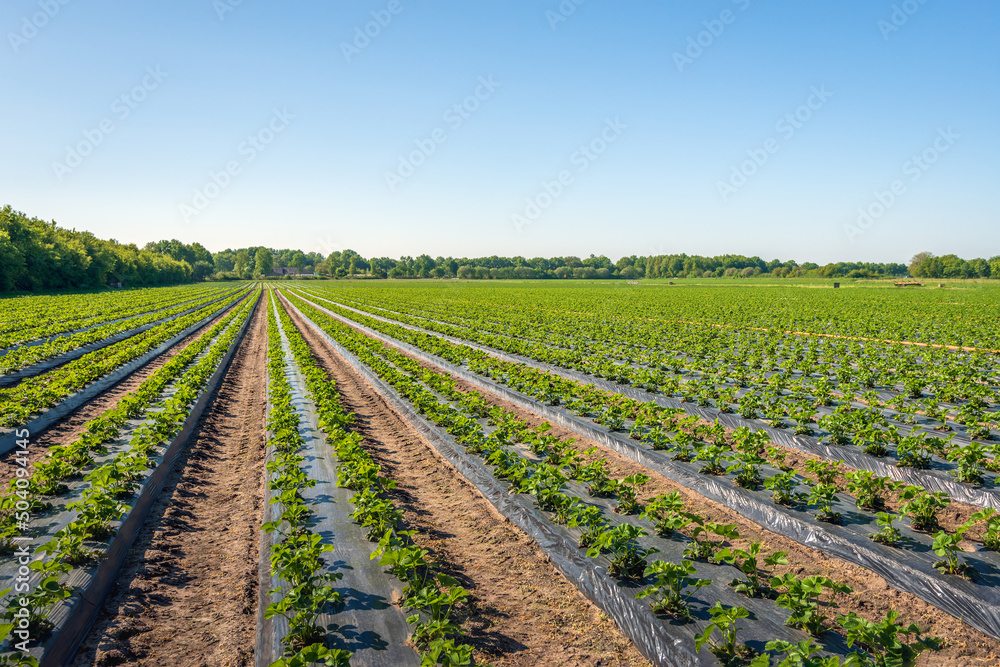 Endless long converging rows of strawberry plants in a Dutch landscape in the province of North Brabant. The plants grow in ridges covered with plastic film. It is a sunny day in the spring season. Endless long converging rows of strawberry plants in a Dutch landscape in the province of North Brabant. The plants grow in ridges covered with plastic film. It is a sunny day in the spring season.