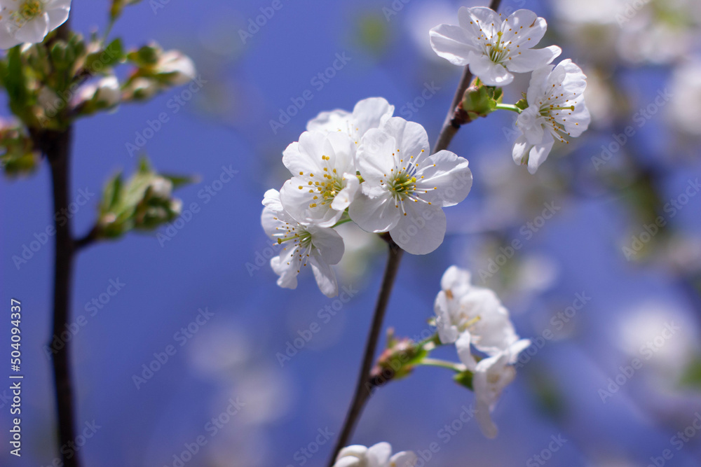 tree flowers tree flowers