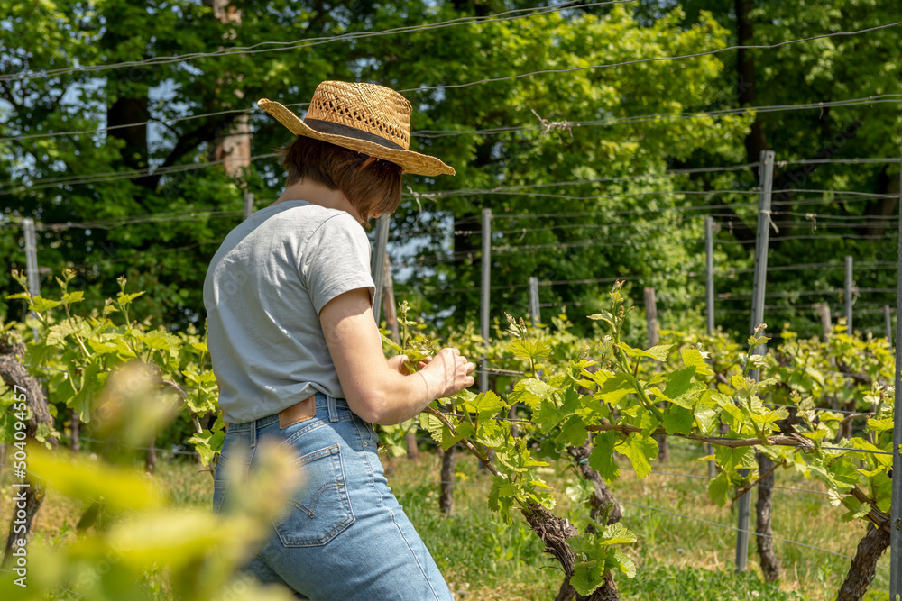 Winemaker Farmworker, Woman with brown hair, gray t-shirt, jeans and straw hat checking the quality of her Wine Plants
