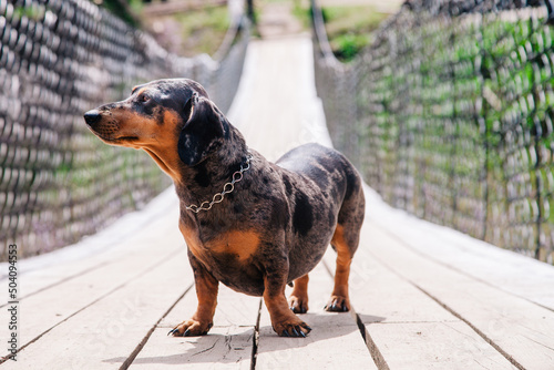 A dachshund dog walks on a wooden suspension bridge in sunny weather