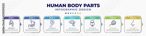 infographic template with icons and 7 options or steps. infographic for human body parts concept. included long wavy hair variant, stoh with liquids, ear lobe side view, sweat or tear drop, thyroid,