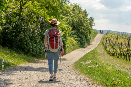 Woman Hiking on Trail through Vineyard Landscape Auerbach Bensheim Germany Wine Region