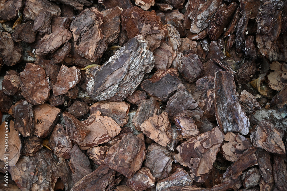 Background texture of a pieces of bark of a tree.Natural background of pieces of tree bark wood chip mulch for gardening Background texture of a pieces of bark of a tree.Natural background of pieces of tree bark wood chip mulch for gardening