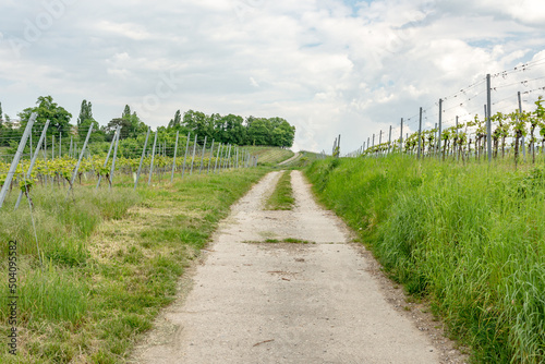 Agricultural way with wine fields  small wine plants next to it during a cloudy day  Auerbach  Bensheim  Germany