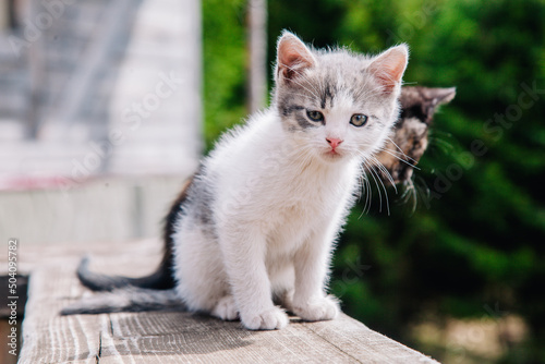White-gray and black-red kittens play on a wooden board and learn about the world