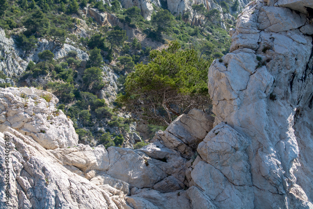Mediterranean pine tree growing on white limestone rocks and cliffs in Calanques national park, Provence, France