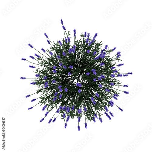 Lavender bush top view isolated on white background