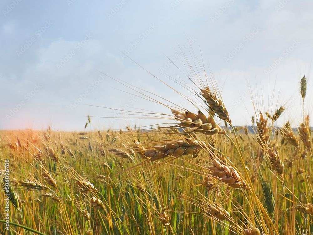 Fototapeta premium A field of ripening wheat with two spikelets in close-up.A sunny day.