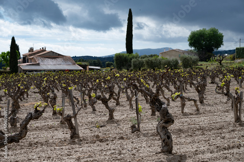 Old vineyards of Cotes de Provence in spring, Bandol wine region, wine making in South of France photo