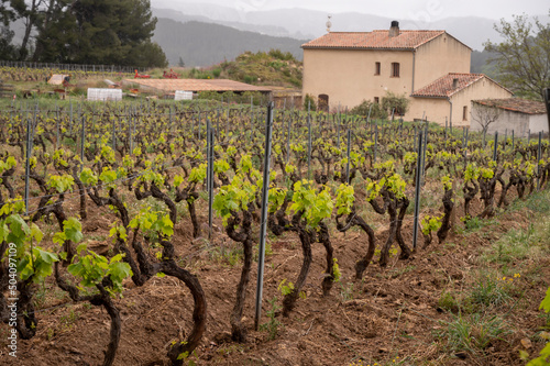 Green vineyards of Cotes de Provence in spring, Bandol wine region, wine making in South of France photo