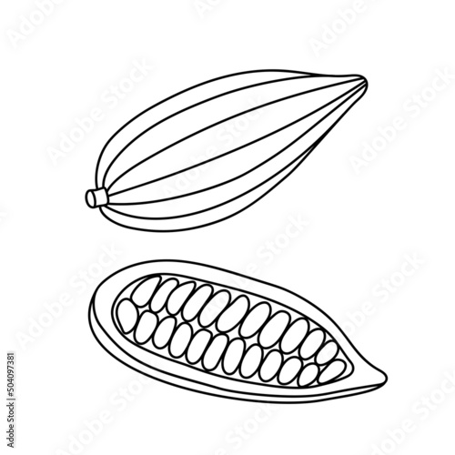 Vector illustration of a cocoa pod with beans in the doodle style isolated on a white background.