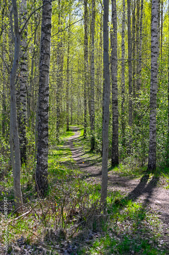 Fototapeta Naklejka Na Ścianę i Meble -  narrow path through young birch forest in springtime