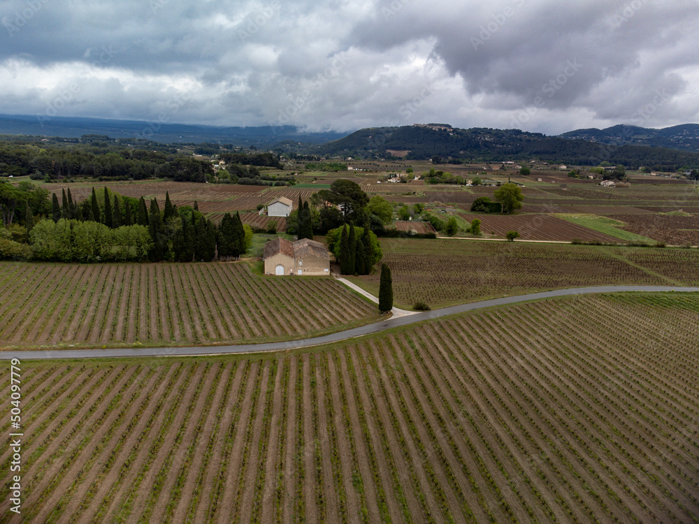 Aerial panoramic view on rows of grape plants on vineyards in Bandol wine making region, Provence, South of France