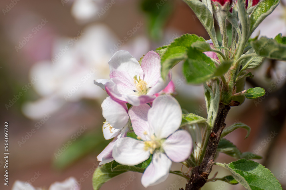 Fototapeta premium Blossom of apple tree on fruit orchard