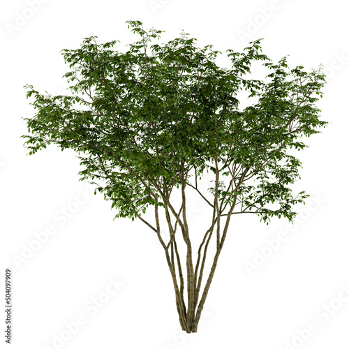 3d rendering isolated tree on white background
