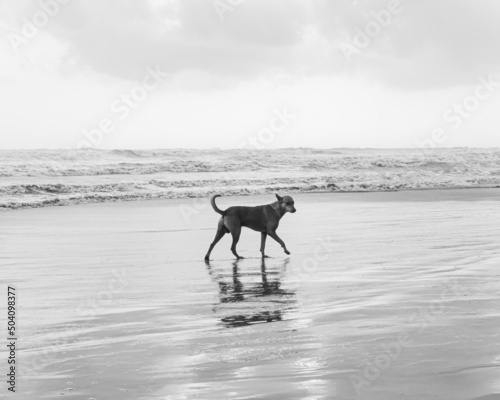 dog playing in the beach.