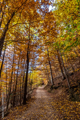 Colorful beech fall forest in Ordesa and Monte Perdido NP, Pyrenees, Aragon in Spain © rudiernst