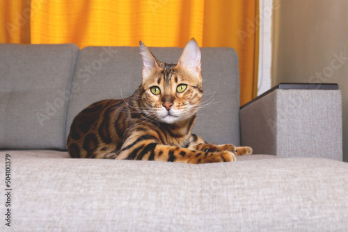 Fototapeta Naklejka Na Ścianę i Meble -  Bengal cat portrait. Lying on sofa. Close-up.