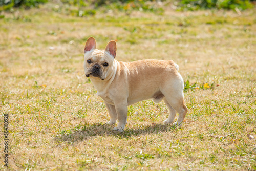 フレンチブルドッグ