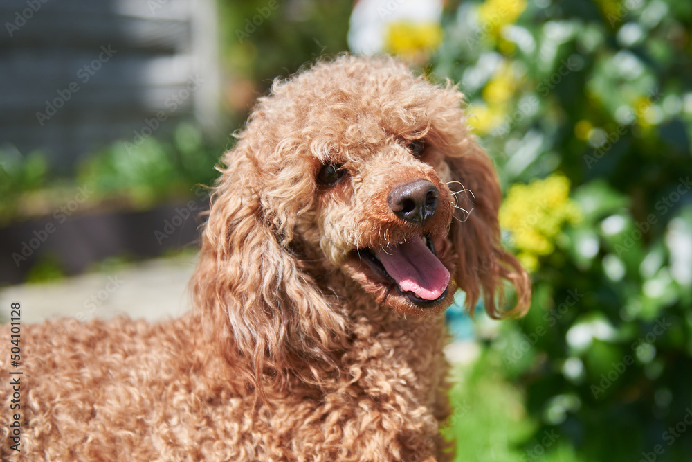 Portrait of a red poodle dog breed, the smartest dog