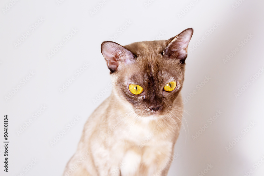 Burmese cat with yellow eyes. Close-up portrait.