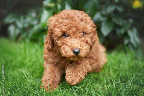 Poodle puppy playing on the lawn