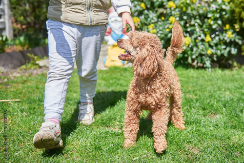 Girl playing with poodle dog, children and dogs