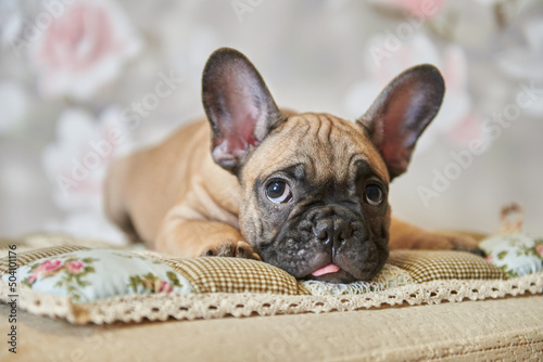 Puppy muzzle close up, french bulldog puppy at home