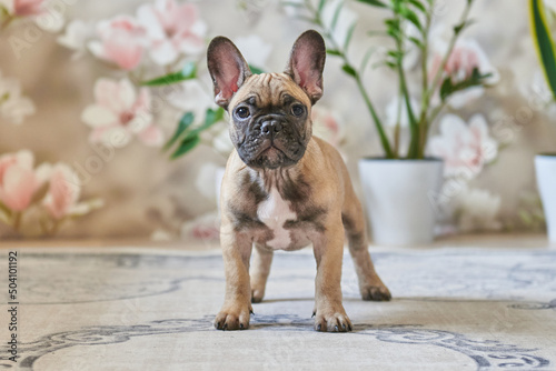 puppy close-up, french bulldog puppy at home on the floor
