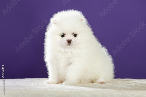 Cute Pomeranian dogside view