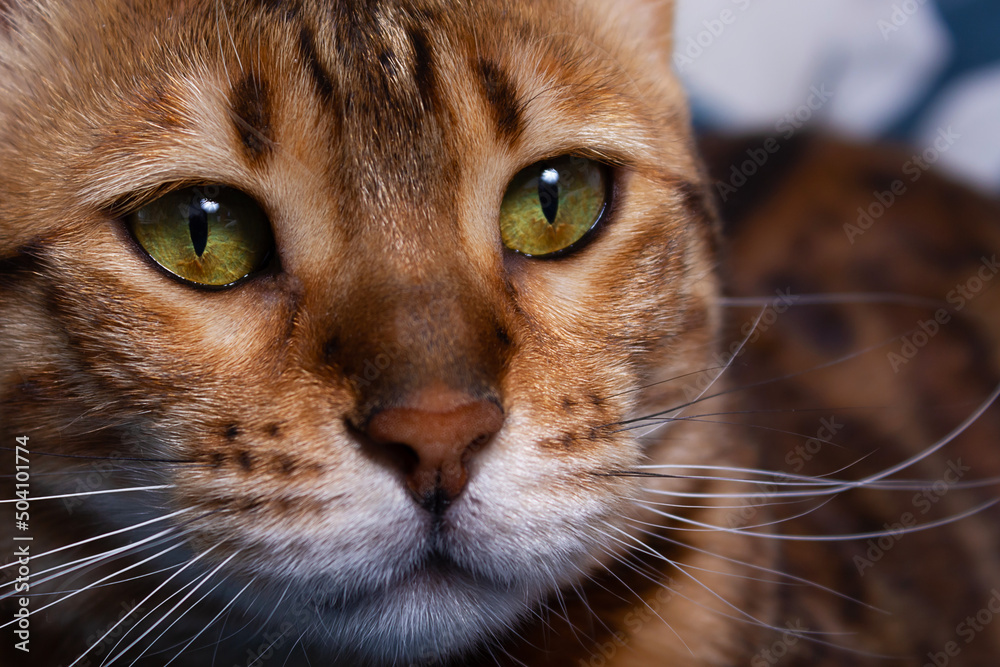 Close up portrait of beautiful bengal cat.
