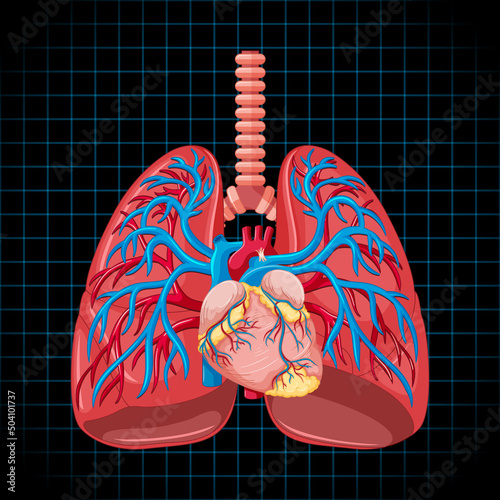 Human internal organ with lungs