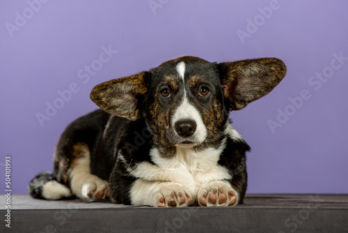 Welsh corgi puppy in studio