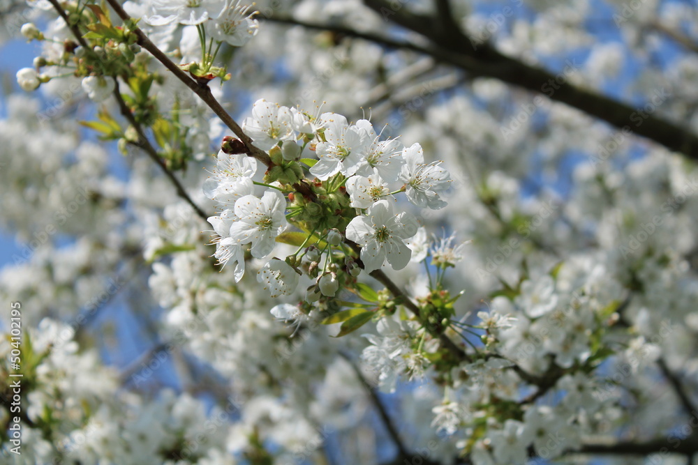 Photo d'un cerisier en fleur, avec un ciel bleu en arrière plan.