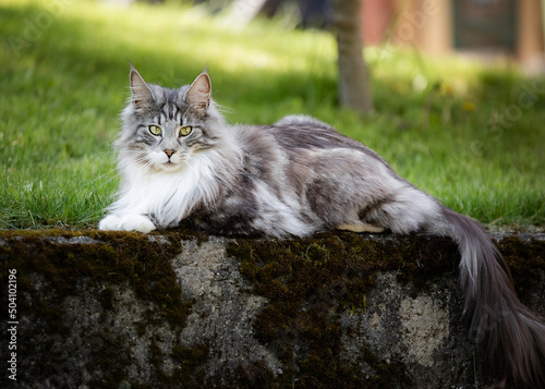 Main Coon Cat