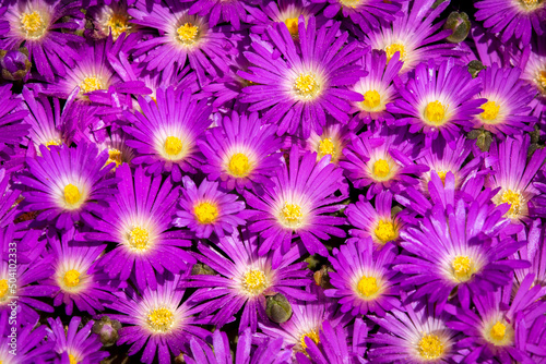 Blooming Iceplant  scientific name Delosperma  in the garden