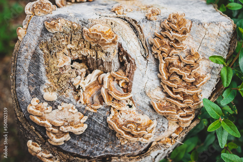 fungus or mushroom growth over dead tree stump