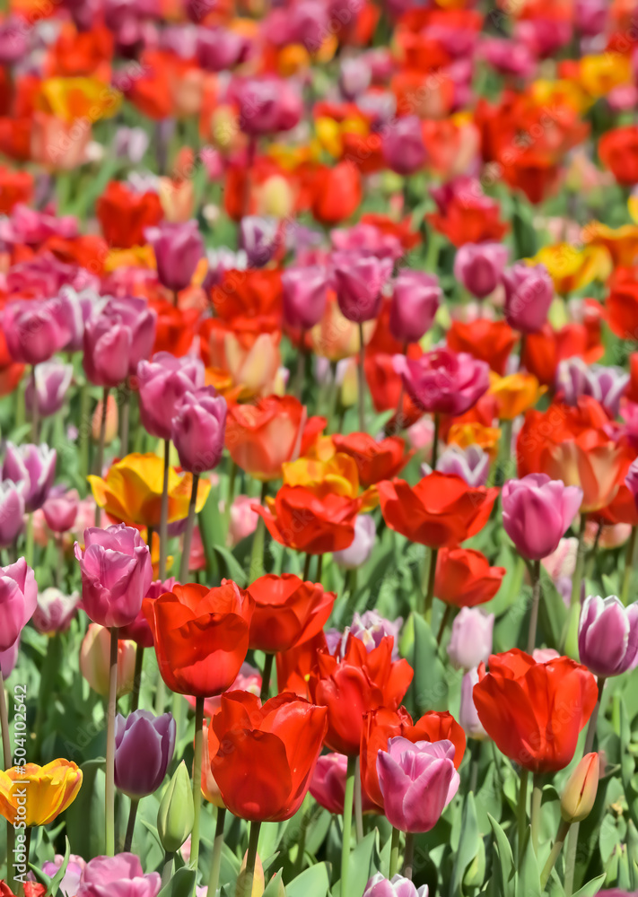美しいチューリップの花 美しいチューリップの花