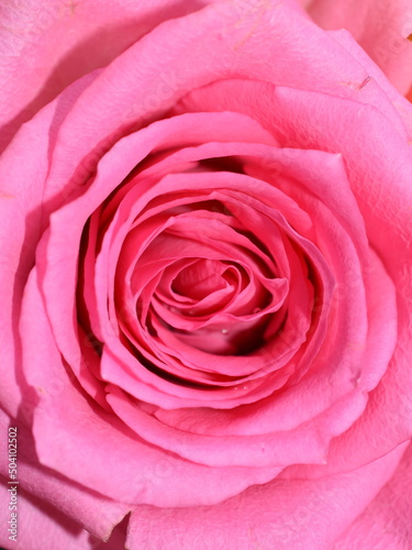 Closeup on a pink rose